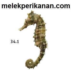 Tangkur kuda .